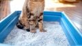 KEDİ KUMLARI