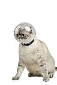 KEDİ BAKIM KÜRESİ