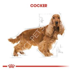 Royal Canin Cocker 3 Kg Yetişkin Kuru Köpek Maması