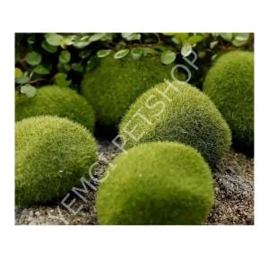 YAPAY AKVARYUM YOSUNU 10 ADET